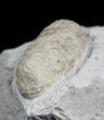 Fossil Crocodile Egg From France #2009-1